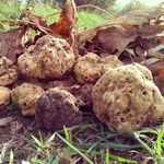 Truffles from Serbia