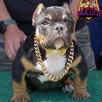 American Bully Breeder