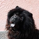 Tuhti Chow Chow