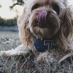 Tuka The Cavoodle