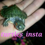 turtles_insta