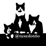 Ben, Jack & Hugo | Tuxedo Cats