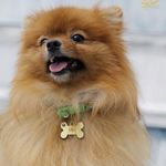 ufo.pomeranian