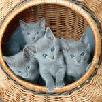 RUSSIAN BLUE CATTERY