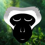 The Vervet Forest - Monkey's