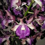violet orchid 😍