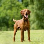 Vizsla