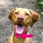 Josie the Vizsla