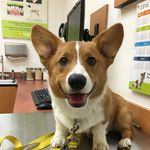 Waddles the Corgi