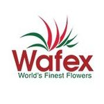 Wafex