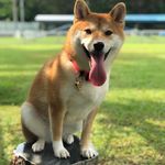 Waffle_shiba