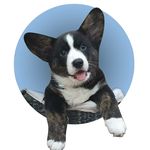 Wallie 🐾 the Cardigan Corgi