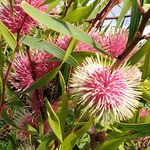 Warrnambool Community Garden