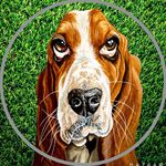 Watson | Basset Hound