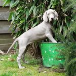 Weimaraner Lovers Club