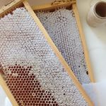 WELLINGTON APIARY HONEY