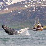 Whale Watching Hauganes