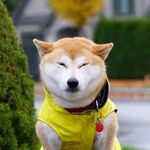 yuki the shiba inu