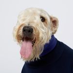 wheatenterrier_tan