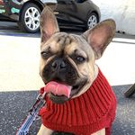 WILCO THE FRENCHIE