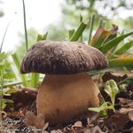 Edible Wild Mushrooms & Plants