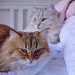 Willow & Blaze | Siberian Cats