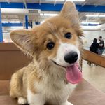 Winston the Corgi