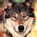 WolfStuff.net