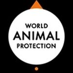 World Animal Protection India