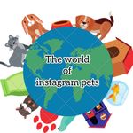 The World Of Instagram Pets