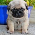 Pug