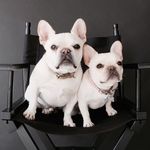 WTF : Where’s The Frenchie WTF : Where’s The Frenchie
