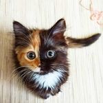 Yana the two face cat