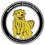 Yankee Golden Retriever Rescue