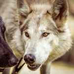 Yari&Lycan:  American Wolfdogs