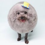 grooming🐾breeder🐩よりこころ grooming🐾breeder🐩よりこころ