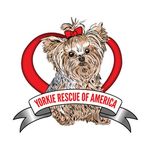 Yorkie Rescue of America