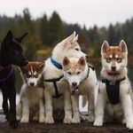 Daily Husky Videos