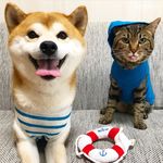 柴犬ゆうと猫のとろ（ゆうとろ）🇯🇵