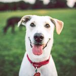 ZilkerBark | Dogs of Austin