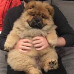 ZOG the CHOW CHOW dog ZOG the CHOW CHOW dog