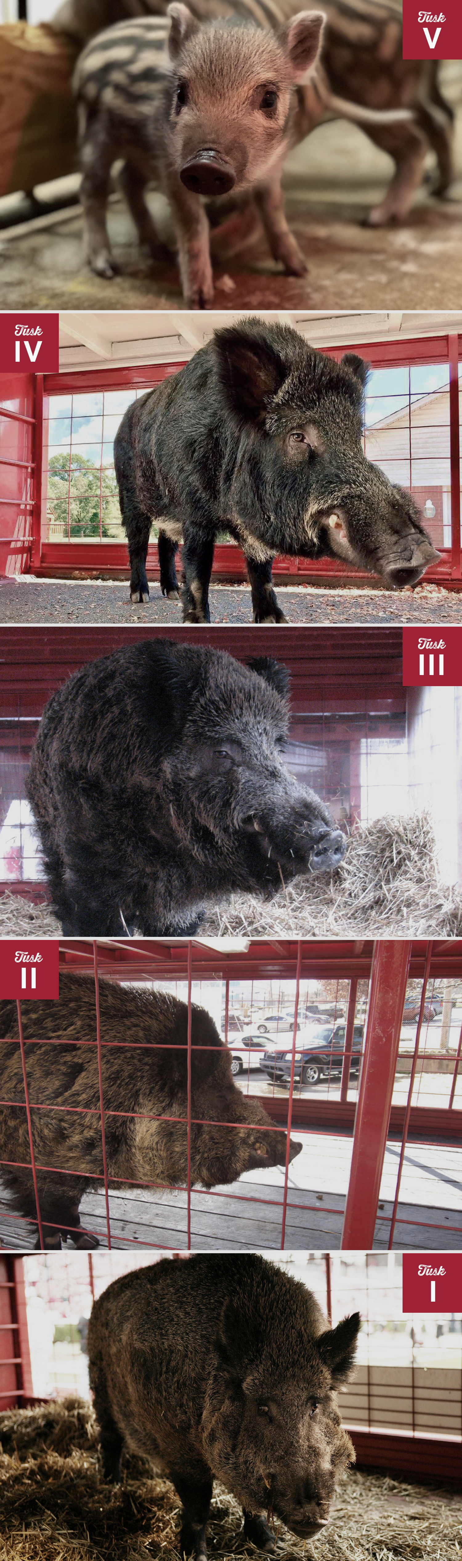 Tusk Infographic