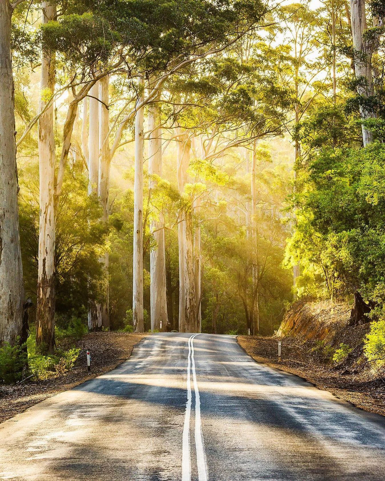 Peaceful roadway through sunlit forest trees