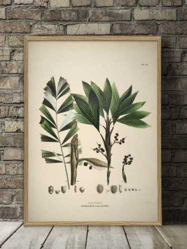 Foto produk Art And Prints Caryota Botanical Print With Frame 50 X 70 Cm Pine Frame di Arsitag