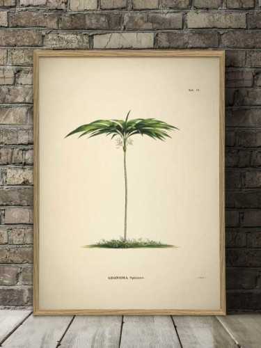 Foto produk Art And Prints Geonoma Botanical Print With Frame 50 X 70 Cm Pine Frame di Arsitag