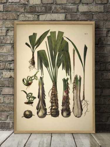 Foto produk Art And Prints Palmarum Botanical Print With Frame 50 X 70 Cm Pine Frame di Arsitag