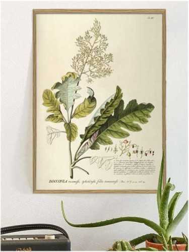 Foto produk Art And Prints Poppy Botanical Print With Frame 30 X 40 Cm Pine Frame di Arsitag