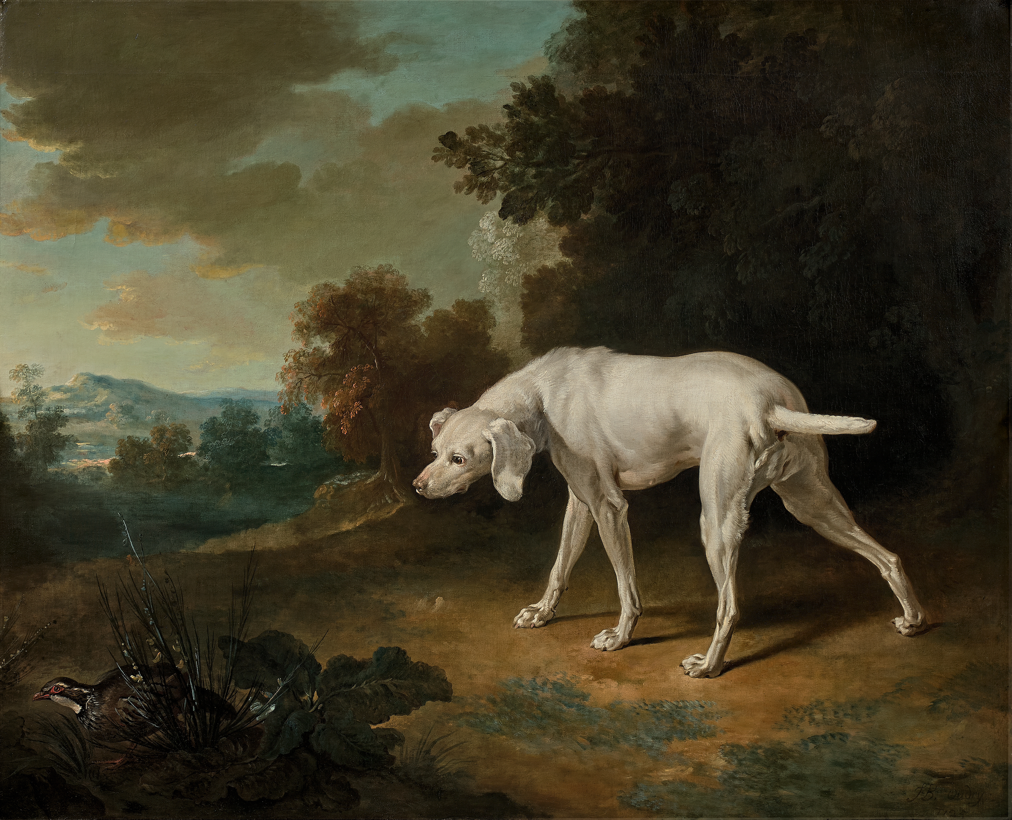 Chien blanc pointant une perdrix rouge