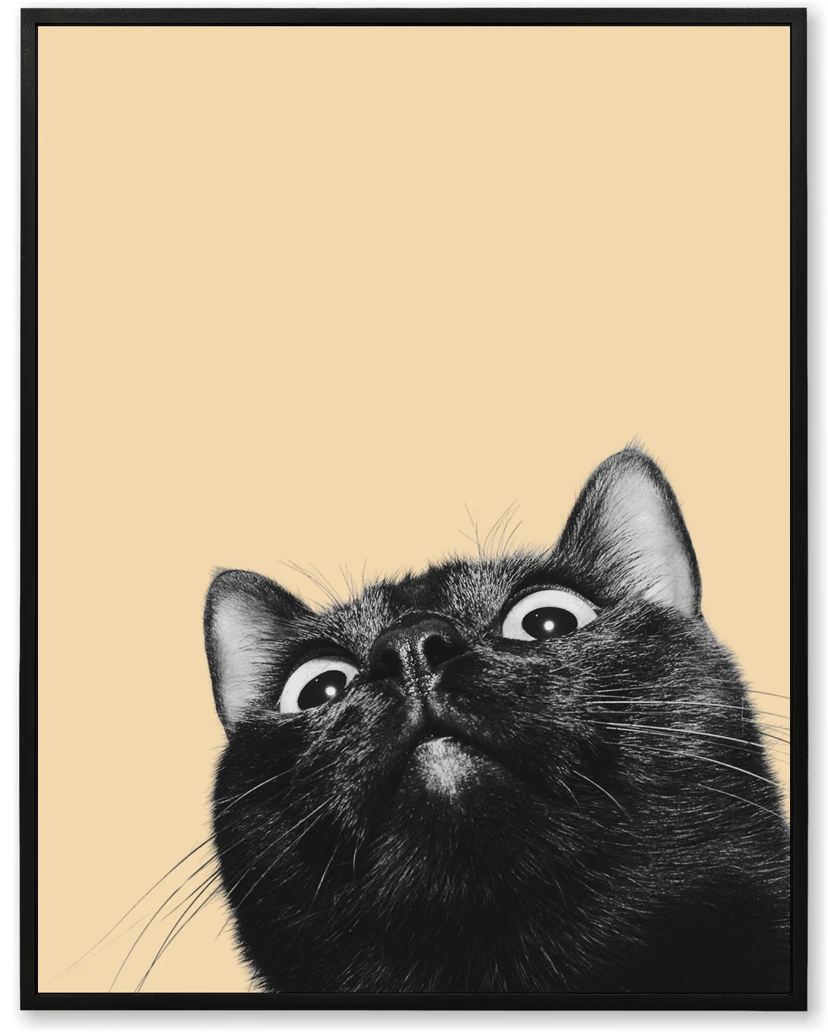 Curious Cat