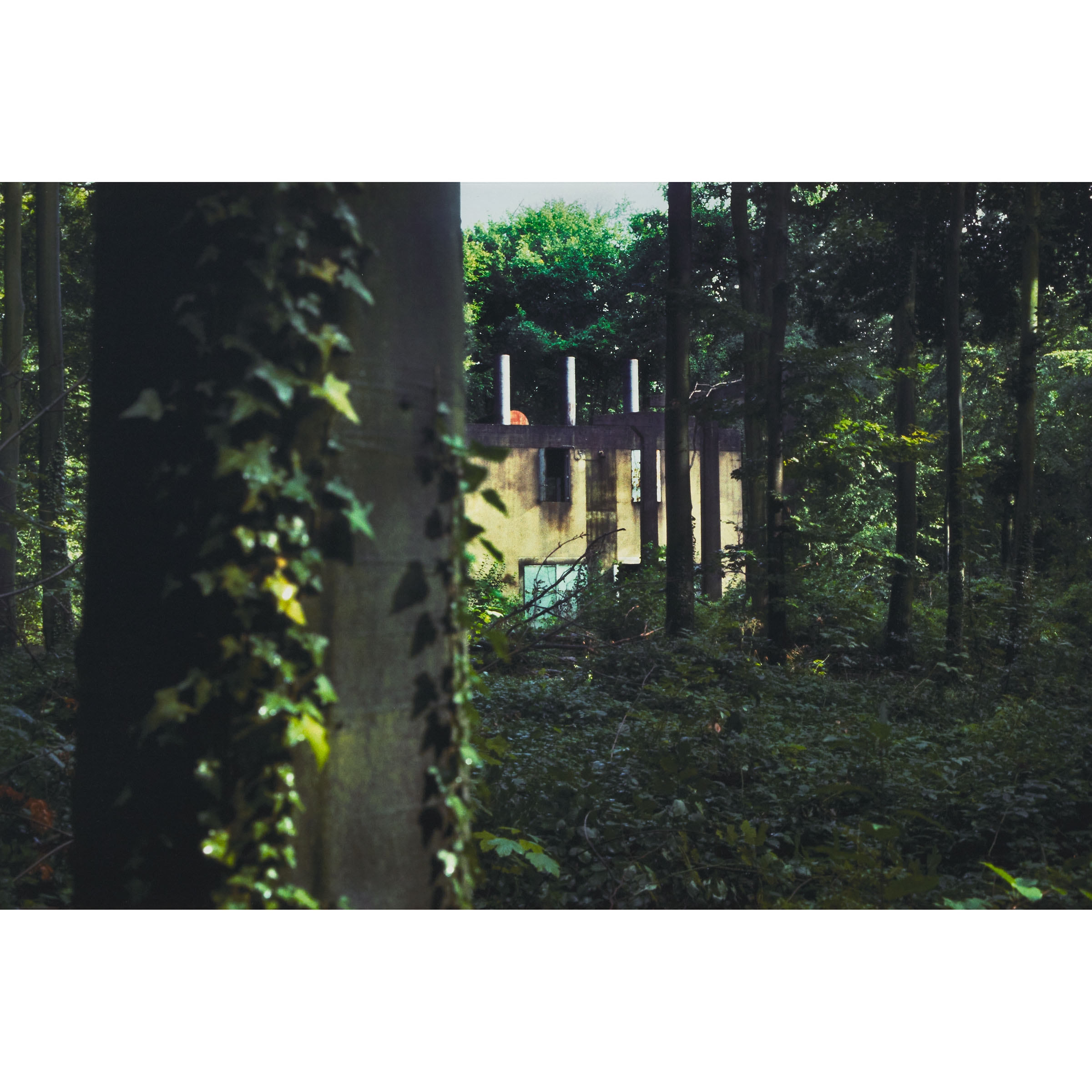 Through the Woods